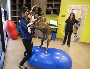 New Hospital Turns Animal Care Into Pet Project