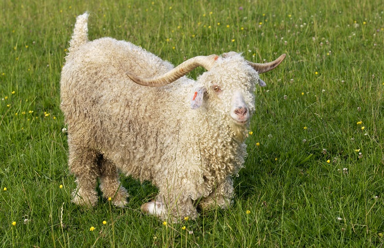 Forever 21 to Ban Mohair in Clothing