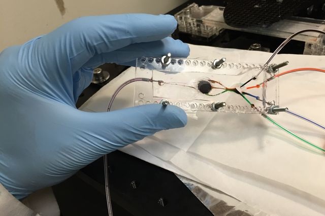 UCLA Bioengineers Develop 3D Printer to Create Complex Biological Tissues